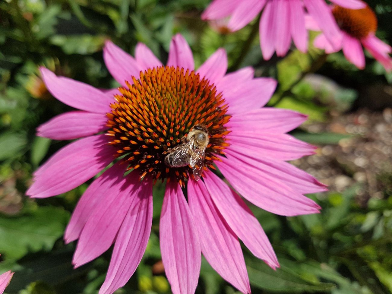 Bij op een roze zonnehoed