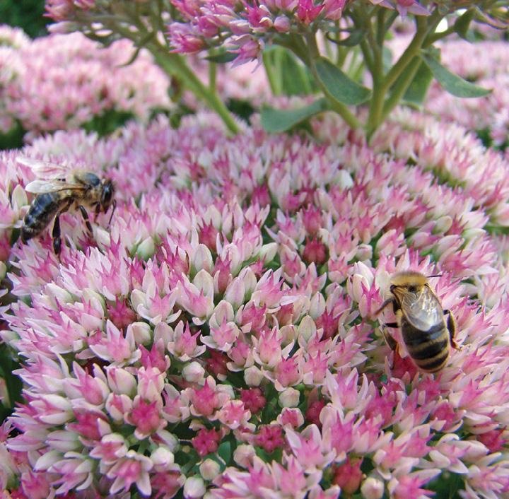 Twee bijen op roze vetkruid
